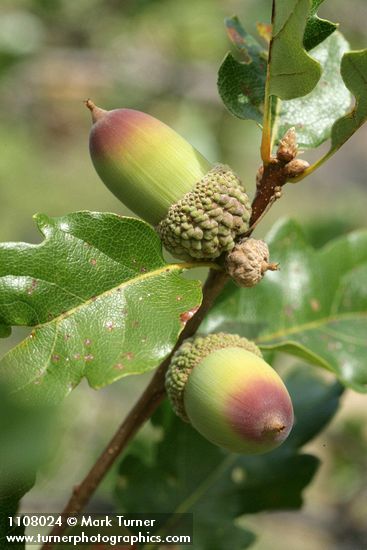 Oregon White Oak (Brewer's Oak) acorns detail