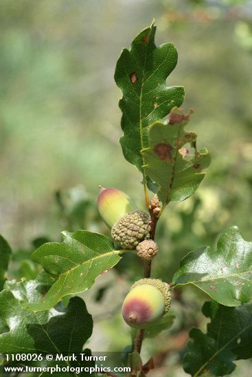 Oregon White Oak (Brewer's Oak) acorns & foliage