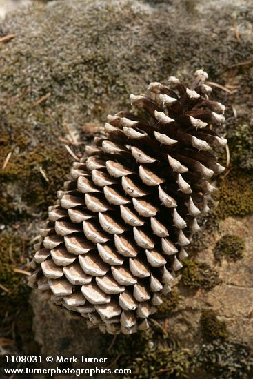 Jeffrey Pine fallen cone