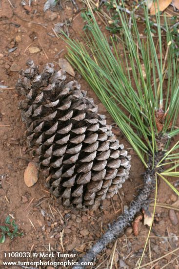 Jeffrey Pine fallen cone & foliage