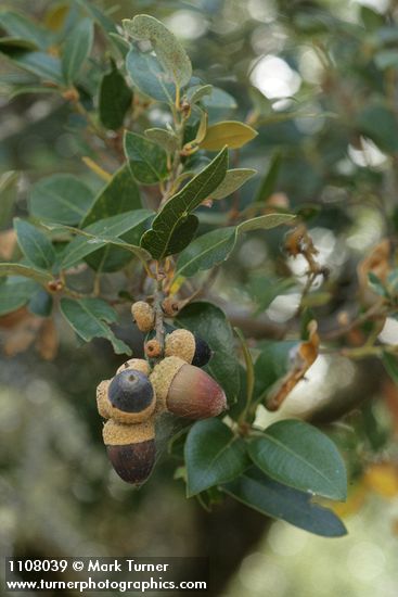 Canyon Live Oak acorns among foliage