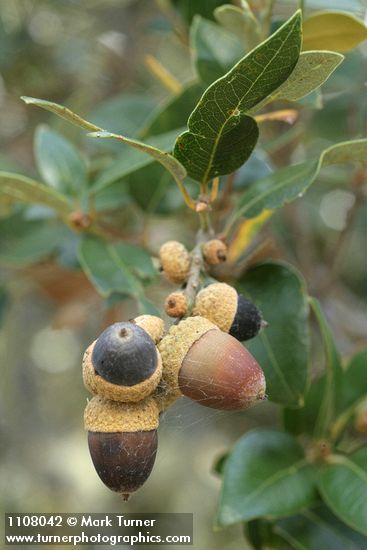 Canyon Live Oak acorns among foliage detail