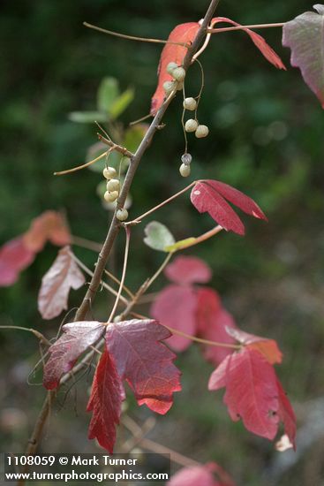 Poison-oak fall foliage & fruit