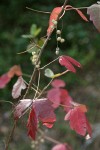 Poison-oak fall foliage & fruit