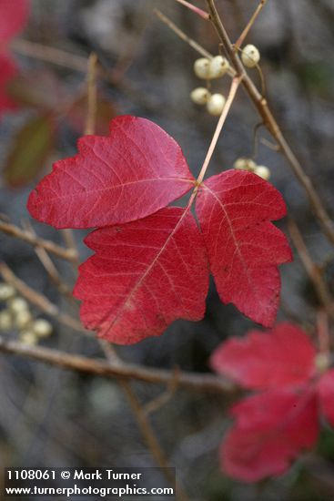 Poison-oak fall foliage & fruit