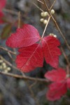 Poison-oak fall foliage & fruit