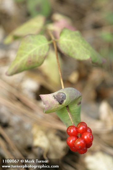 Hairy Honeysuckle fruit & foliage