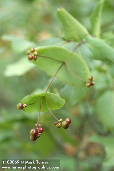 Orange Honeysuckle fruit & foliage