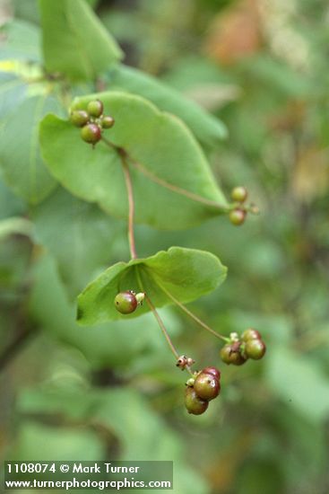 Orange Honeysuckle fruit & foliage
