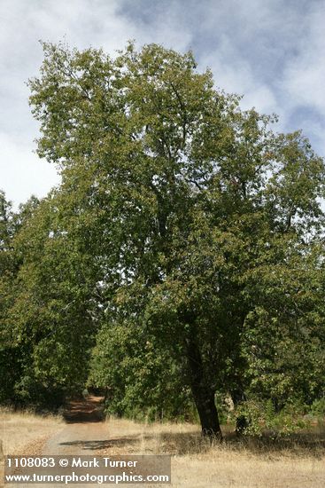 California Black Oak