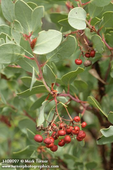 Sticky Whiteleaf Manzanita fruit & foliage