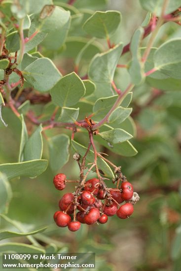 Sticky Whiteleaf Manzanita fruit & foliage