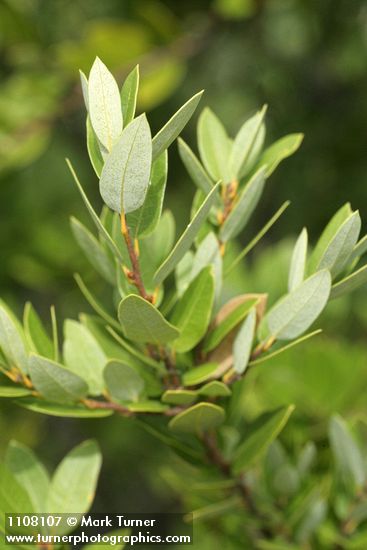 Huckleberry Oak foliage detail