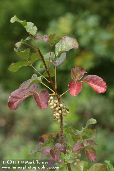 Poison-oak fall foliage & fruit