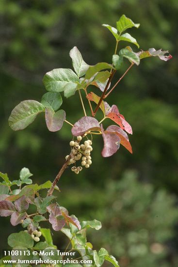Poison-oak fall foliage & fruit