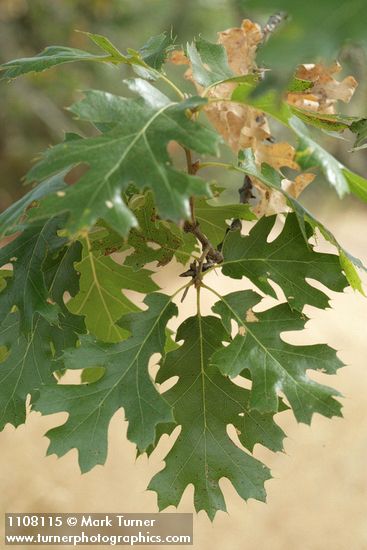 California Black Oak foliage