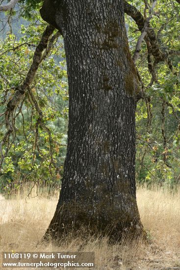 California Black Oak trunk