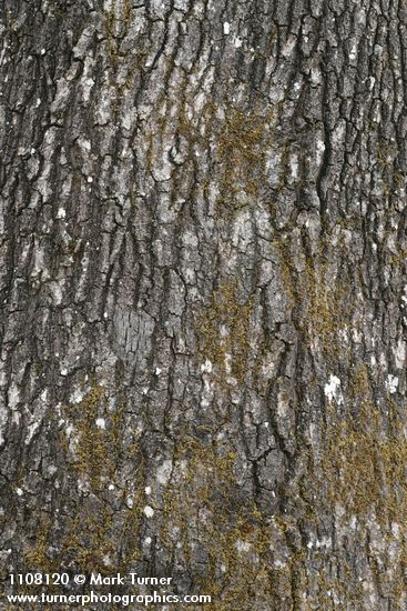 California Black Oak bark