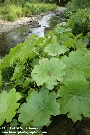 Umbrella Plant along Deer Creek
