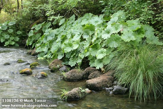 Umbrella Plant along Deer Creek