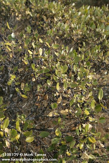Dwarf Silktassel in fruit