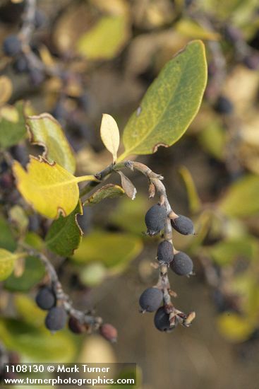 Dwarf Silktassel fruit & foliage detail
