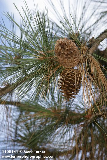 Jeffrey Pine cones among foliage