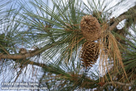 Jeffrey Pine cones among foliage