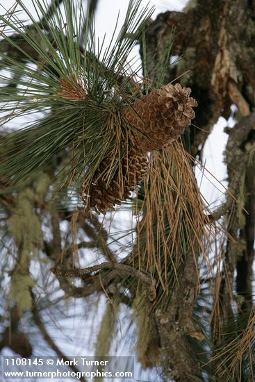 Jeffrey Pine cones among foliage