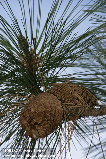 Jeffrey Pine cones among foliage
