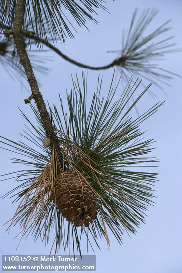 Jeffrey Pine cones among foliage against blue sky