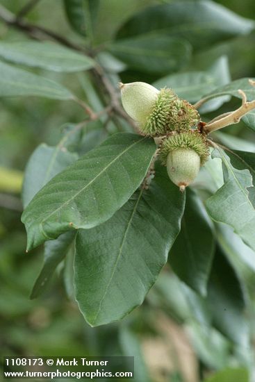 Tanoak acorns & foliage detail
