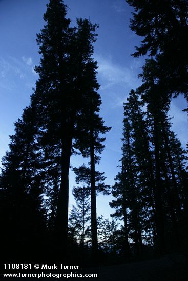 Jeffrey Pines & other conifers against twilight sky