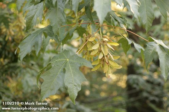 Bigleaf Maple samaras among foliage
