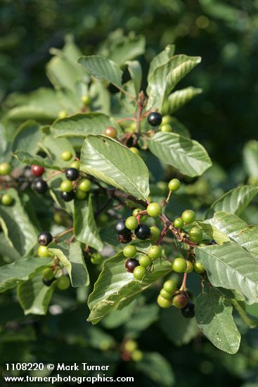 California Buckthorn (Coffeeberry) fruit & foliage