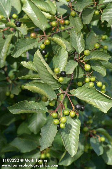 California Buckthorn (Coffeeberry) fruit & foliage