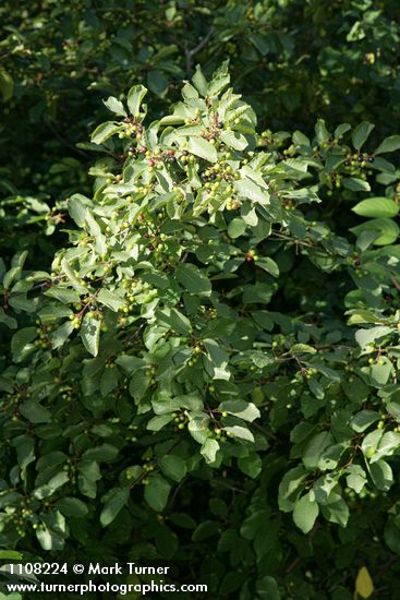 California Buckthorn (Coffeeberry) fruit & foliage