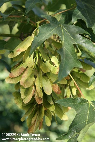 Bigleaf Maple samaras among foliage
