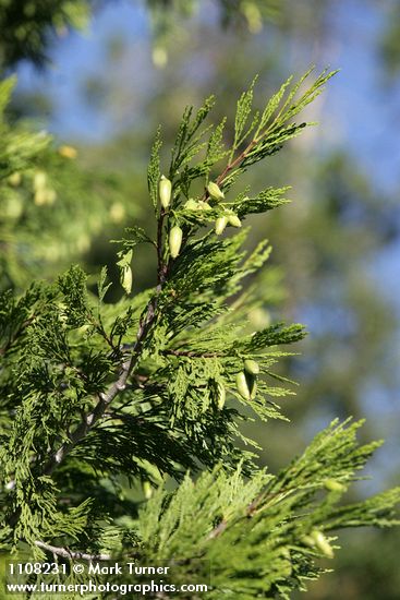 Incense-cedar cones & foliage