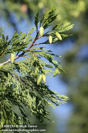 Incense-cedar cones & foliage