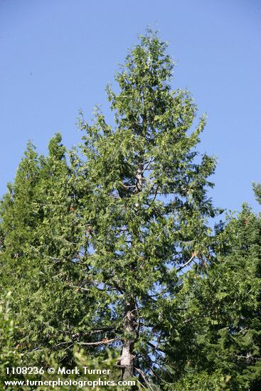 Incense-cedar crown against blue sky