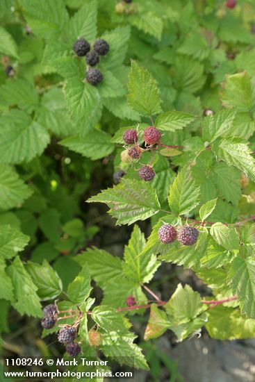 Blackcap Raspberry fruit & foliage