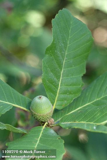 Sadler Oak acorns & foliage