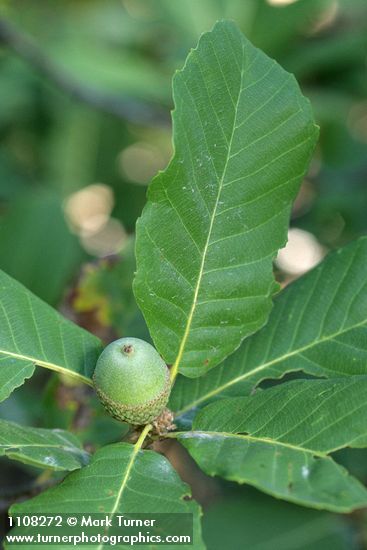 Sadler Oak acorns & foliage
