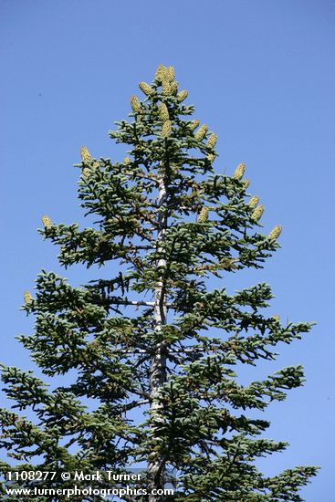 Shasta Red Fir crown w/ cones