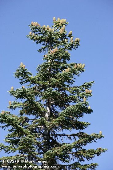 Shasta Red Fir crown w/ cones