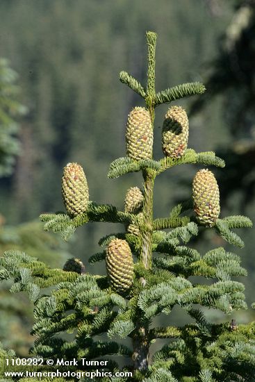Shasta Red Fir crown w/ cones
