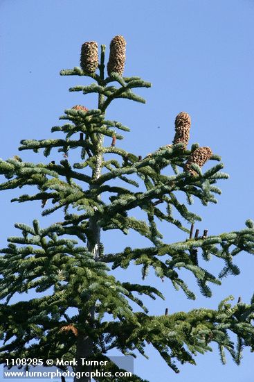 Shasta Red Fir crown w/ cones