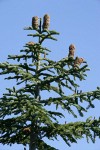 Shasta Red Fir crown w/ cones