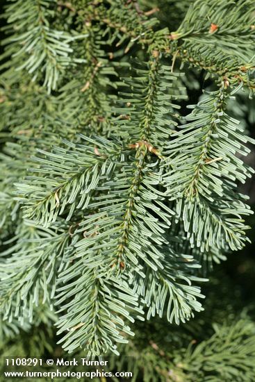 Shasta Red Fir foliage detail